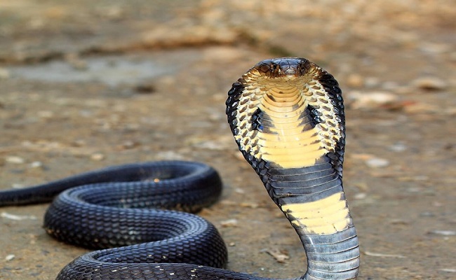 उत्तराखंड : घर में खेल रहे भाई-बहन को कोबरा सांप ने डसा, हालत गंभीर