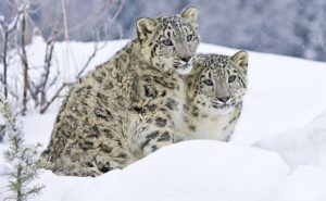 गंगोत्री नेशनल पार्क में हिम तेंदुए