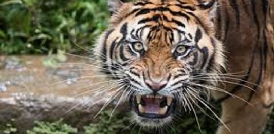उत्तराखंड : चार साल के बच्चे को आंगन से उठा ले गया बाघ, जंगल से बरामद हुआ शव