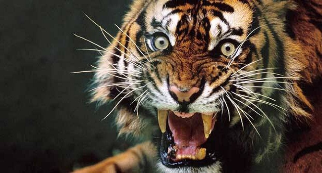 रामनगर : लकड़ी बीनने गई दुर्गा को महिलाओं के बीच से उठा ले गया बाघ, जंगल में मिला शव