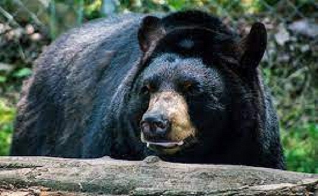 Chamoli News : लकड़ी लेने जंगल गए व्यक्ति को भालू ने किया लहूलुहान