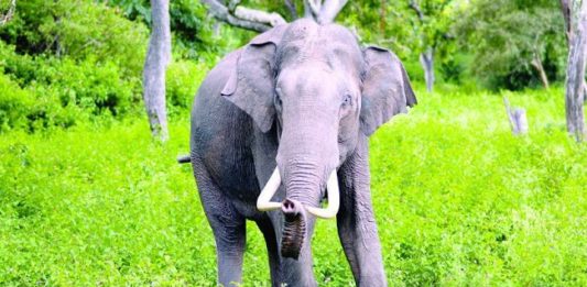 रामनगर (दुःखद) : घास लेने जा रही महिला को हाथी ने कुचलकर मार डाला