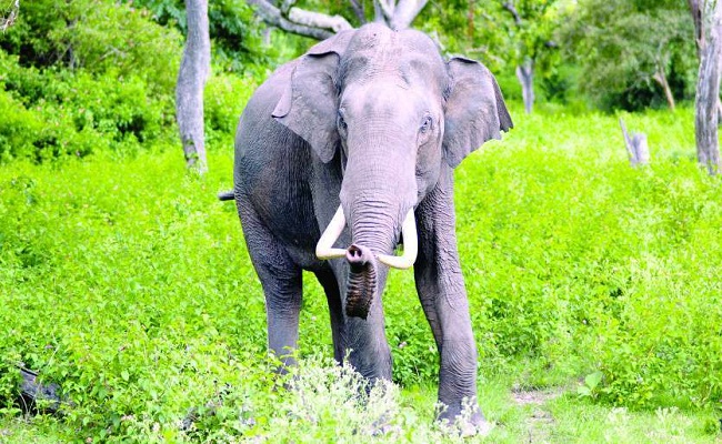 रामनगर (दुःखद) : घास लेने जा रही महिला को हाथी ने कुचलकर मार डाला