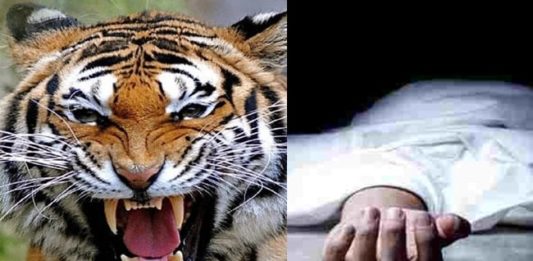 नैनीताल : बाघ ने महिला को बनाया अपना शिकार, जंगल में मिला शव