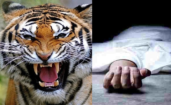 नैनीताल : बाघ ने महिला को बनाया अपना शिकार, जंगल में मिला शव