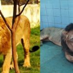 Manan Sher Etawah Lion Safari