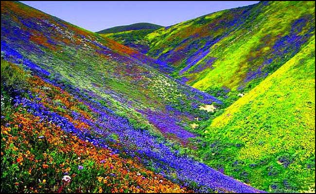 Valley of Flowers National Park in Chamoli
