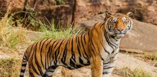 उत्तराखंड : बाघ प्रभावित क्षेत्रों में 21 अप्रैल तक बंद रहेंगे आंगनबाड़ी व स्कूल