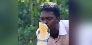सांपों से दोस्ती करने के शौकीन युवक की कोबरा ने डस कर ले ली जान