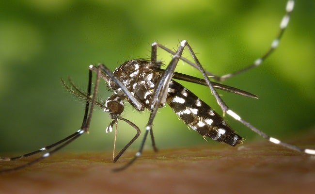 OMG! मच्छर काटने से हुए 30 ऑपरेशन, शख्स पहुंचा कोमा में, पढ़े पूरी खबर