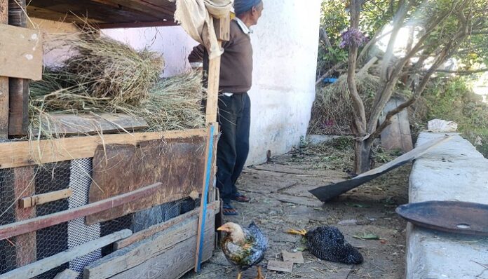 जंगली जानवरों ने उजाड़ा स्वरोजगार