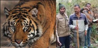 उत्तराखंड : ग्रामीण को बाघिन ने बनाया निवाला, जंगल में लेने गया था लकड़ी