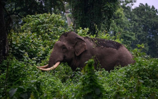 गुस्साए हाथी का युवक पर हमला