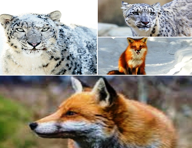 Snow Leopard & Red Fox