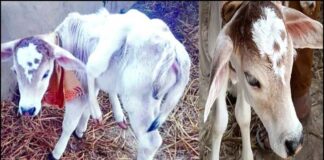 उत्तराखंड : गाय ने दिया छह पैर और दो पूंछ वाले बछड़े को जन्म, देखें तस्वीरें