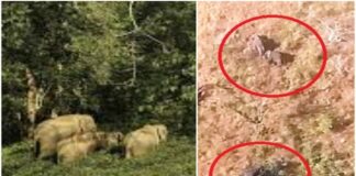 Amazing Incredible: Three elephants were seen climbing the standing mountain, video viral