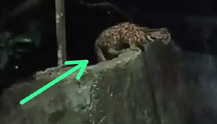 गुलदार के 03 शावक दिखने की सूचना से दहशत, निकली जंगली बिल्लियां