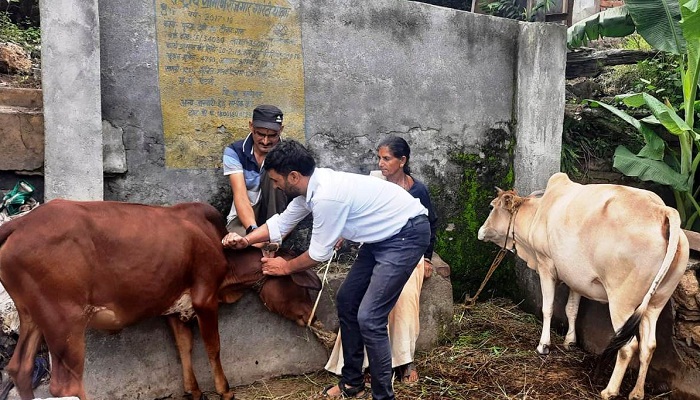 लंपी बीमारी की चपेट में गौवंशीय पशु, गांव-गांव टीकाकरण