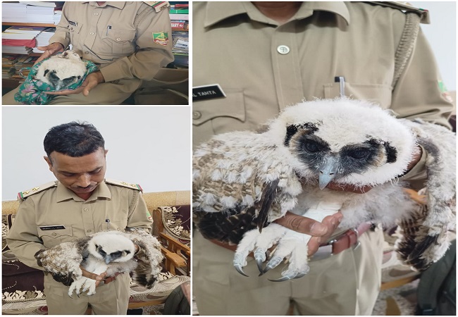 अल्मोड़ा : Brown Wood Owl का घायल हुआ बेबी (owlet), सफल रेस्क्यू