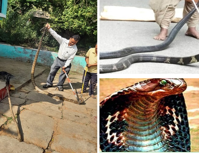 अल्मोड़ा में यहां मिला 16 फीट लंबा किंग कोबरा (King Cobra)