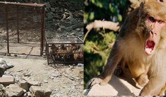 पिंजरे में कैद बंदर