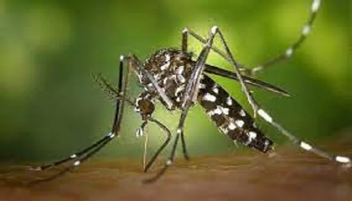 बागेश्वर में डेंगू ने पसारे पैर, एक नया रोगी भर्ती