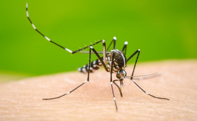जिले में कम होने के बजाय तेजी से पैर पसार रहा डेंगू