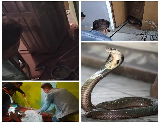 योग विभाग में ​घुस आया 09 फीट लंबा कोबरा सांप