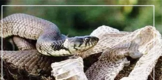 डरिये मत, सावधान रहें : कोबरा ने उतारी है केंचुली