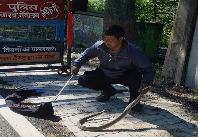 Snake Rescue : पकड़ा गया पुलिस चौकी के आस—पास घूमता सांप