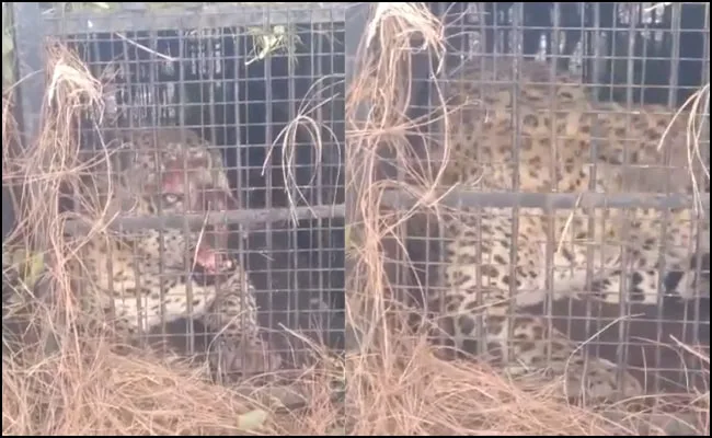 भीमताल : पिंजरे में कैद हुआ गुलदार, वन विभाग को आदमखोर बाघ की तलाश