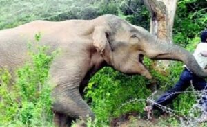 हल्द्वानी ब्रेकिंग : दो भाइयों पर हाथी ने बोला हमला, एक को पटक-पटक कर जान से मार दिया