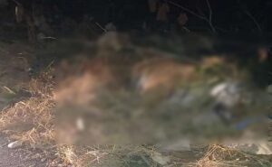 रुद्रपुर-हल्द्वानी मार्ग पर कार की टक्कर से बाघ की मौत