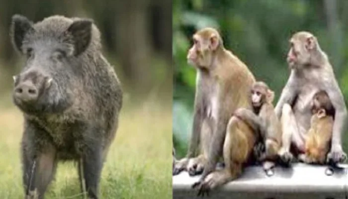 इधर सुअर—बंदर बने आफत, उधर आवारा पशु मुसीबत