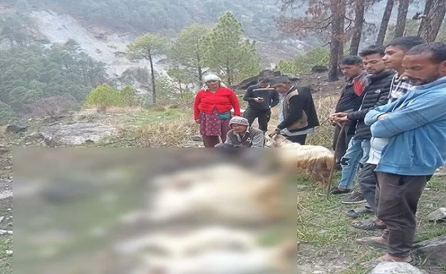बागेश्वर : ग्रामीणों की 21 बकरियां बनीं तेंदुए का निवाला