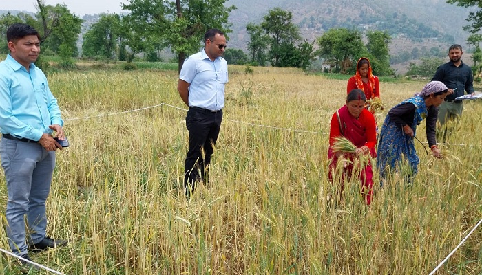 गेहूं के प्रयोगात्मक खेतों में कटाई देखने पहुंचे डीएम विनीत तोमर