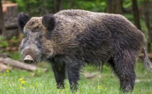 सुअर के हमले से भयभीत महिला चट्टान से नदी में गिरी, मौत