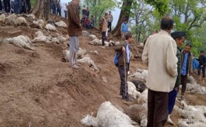 आकाशीय बिजली ने भेड़ पालकों को दिखाया भारी नुकसान, 122 भेड़—बकरियां मरी