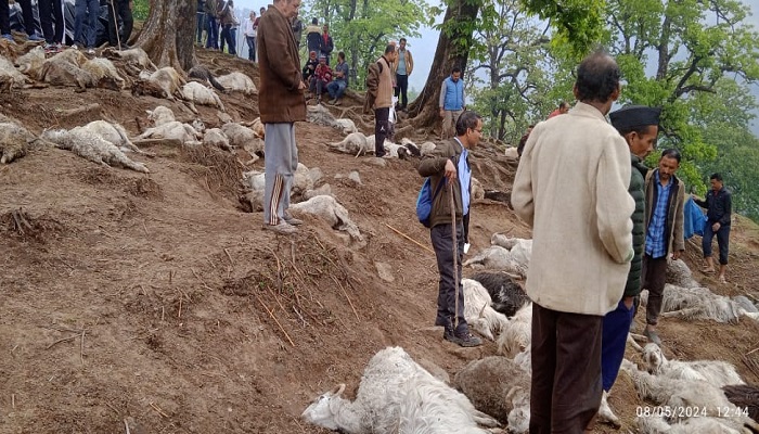 आकाशीय बिजली ने भेड़ पालकों को दिखाया भारी नुकसान, 122 भेड़—बकरियां मरी