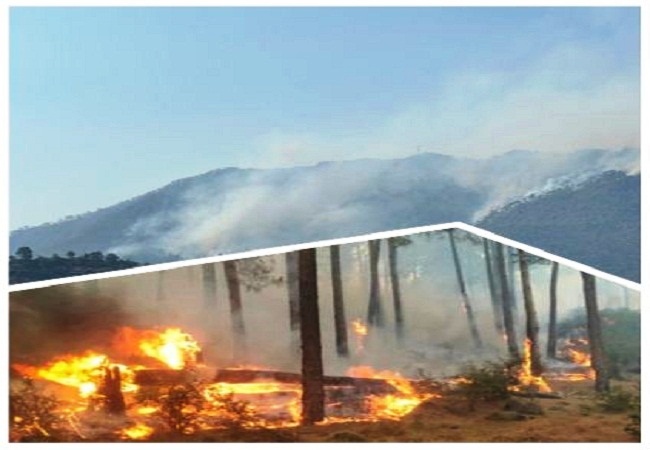 स्याहीदेवी मंदिर क्षेत्र के जंगलों में आग