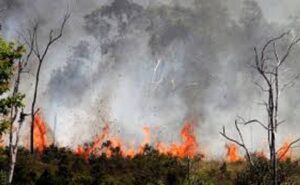 कत्यूरघाटी के जंगल फिर उगल रहे आग, धुंध से वातावरण पटा