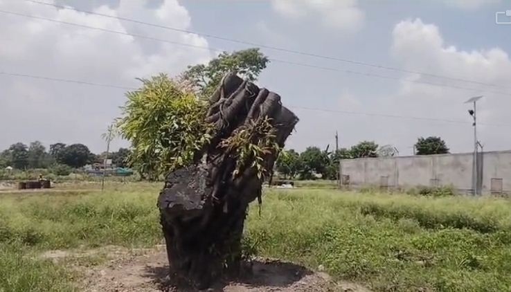 पुर्नजीवित हो उठा काठगोदाम के नरीमन चौराहे वाला पेड़