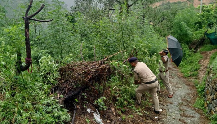 पुलिस खेतों में पहुंची और नष्ट की भांग की खेती