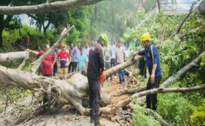 Bageshwar: Tree fell in the middle of the road, traffic disrupted