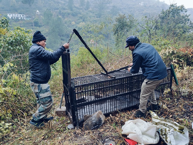 सिरसा में ​तेंदुए की दहशत, लगातार गश्त, लगाया गया पिंजरा