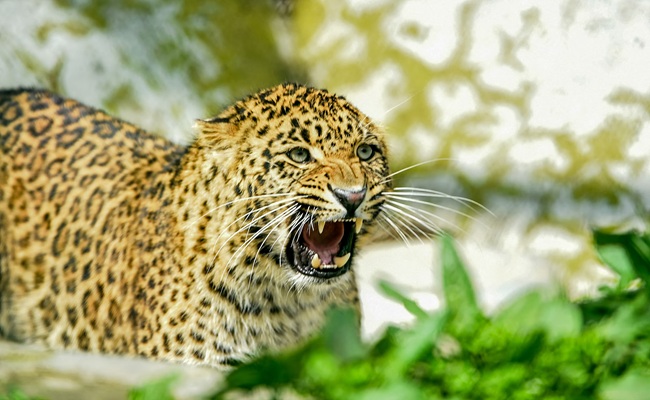 Leopard