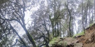 पेड़ गिरने की कगार पर, ग्रामीणों और बच्चों की जान पर मंडरा रहा खतरा