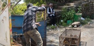 रामगढ़ : बंदरों के आतंक पर लगेगी लगाम, शुरू हुआ अभियान