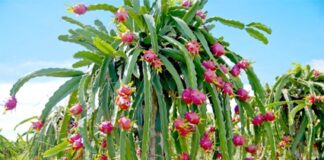 ड्रैगन फ्रूट को बड़े पैमाने पर बढ़ावा देगा उद्यान विभाग