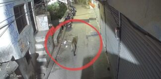 गुलदार की धमक